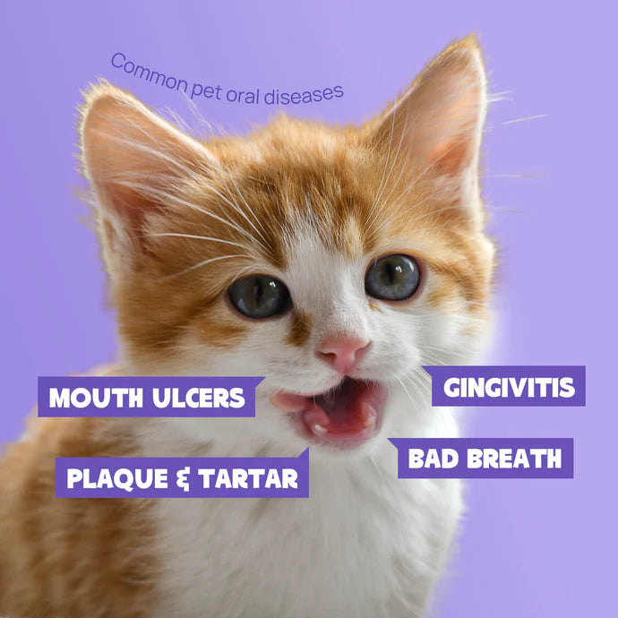 Stop Gum Disease Before It Starts